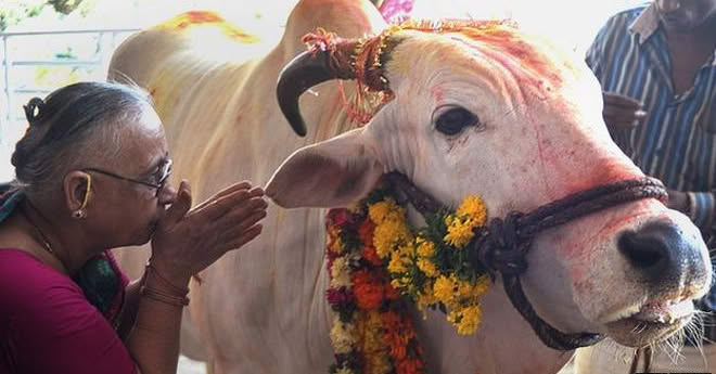गोवंश विक्री निर्बंध: एक गुरोगामी आणी बिनडोक निर्णय