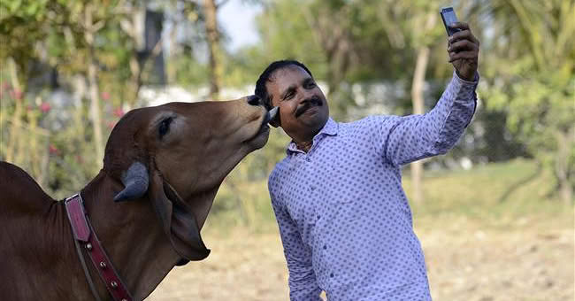 भारत देश माणसांचा की गायींचा?